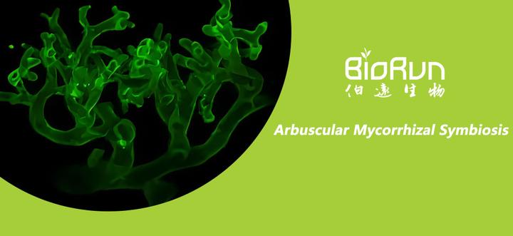 植物与微生物的“亲密无间”——丛枝菌根共生篇 - 知乎