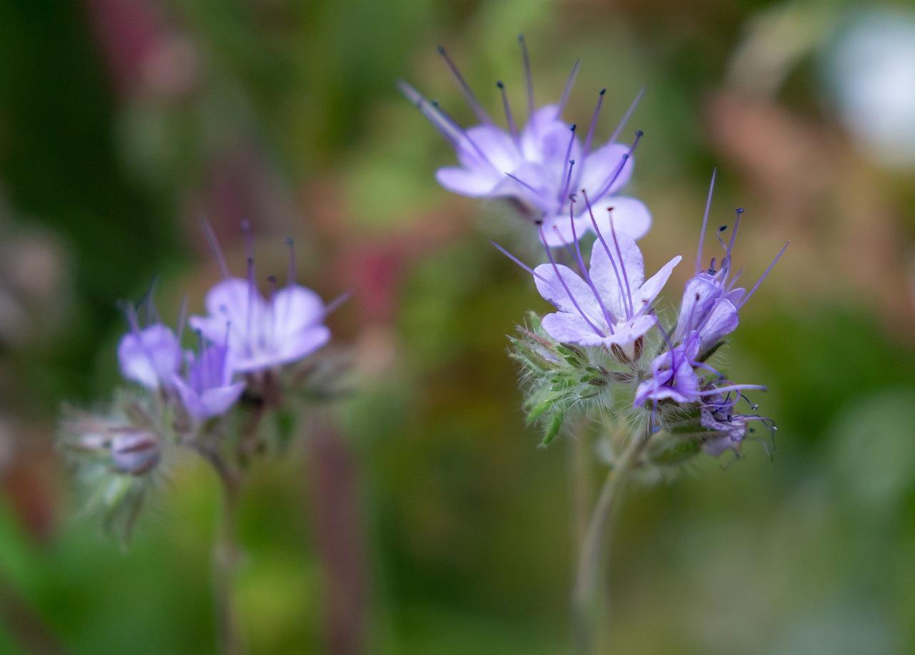 马鞭草最佳亩产标准