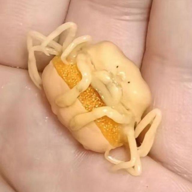 自然界有哪些奇特的寄生生物？