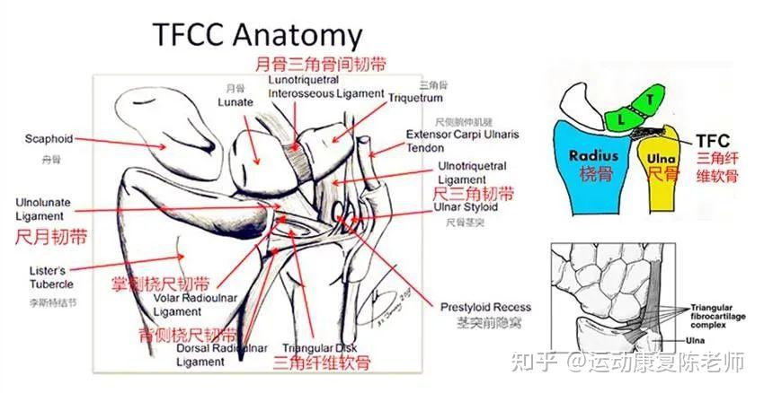 小角软骨解剖图图片