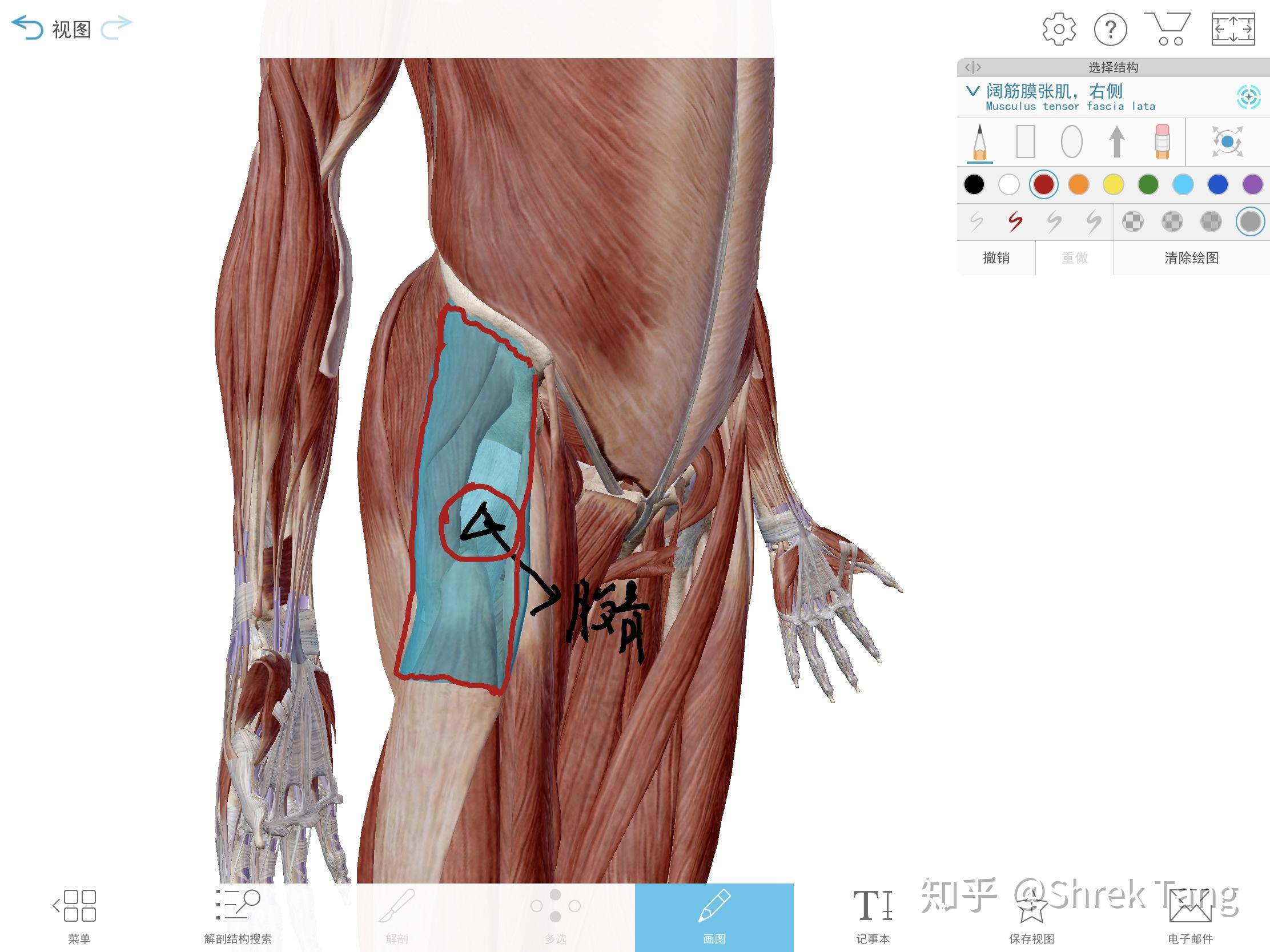 大腿屈曲和深蹲的时候胯骨那里像有根筋别着是怎么回事