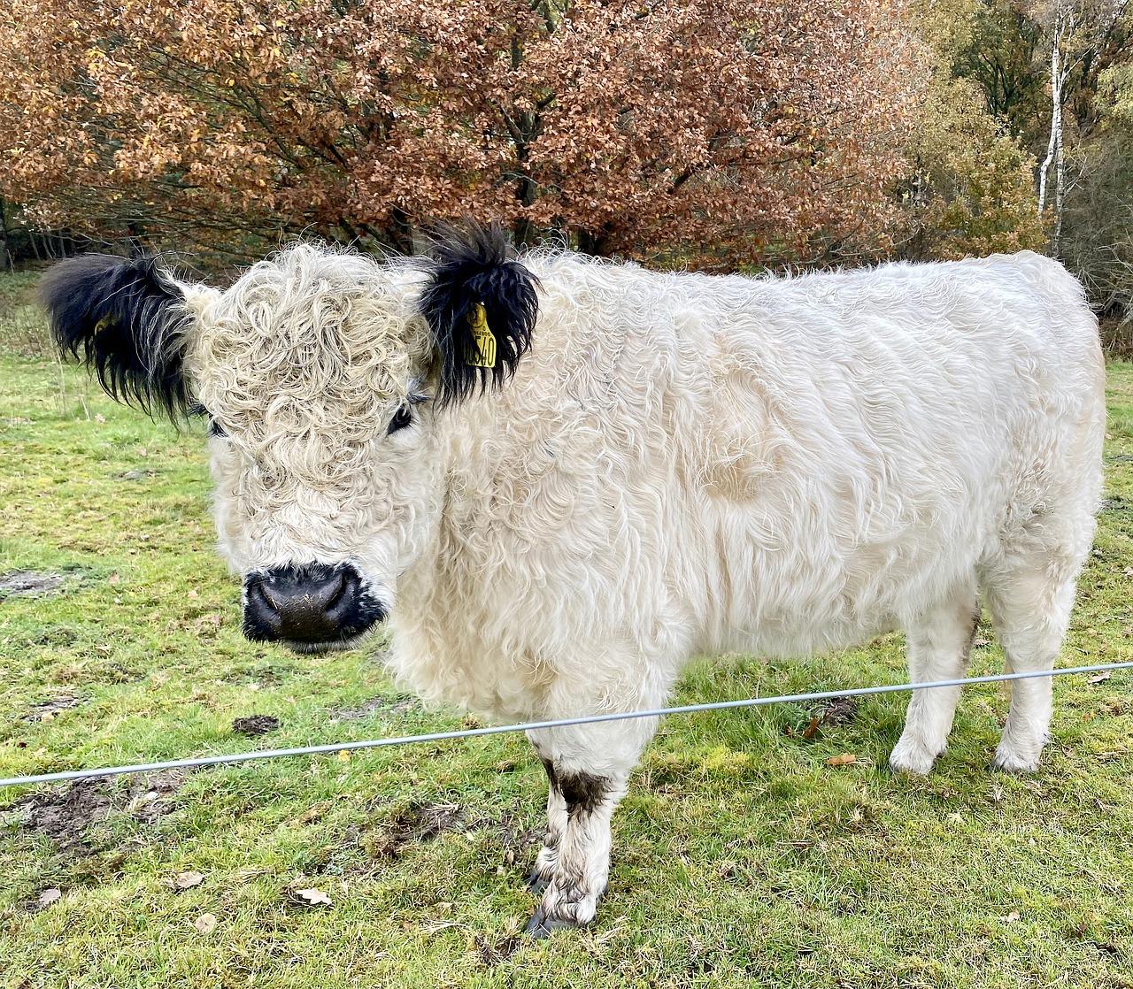 4. 加价房加价原因