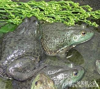 美蛙是美蛙,虎纹蛙是田鸡,同宗不同体 - 知乎
