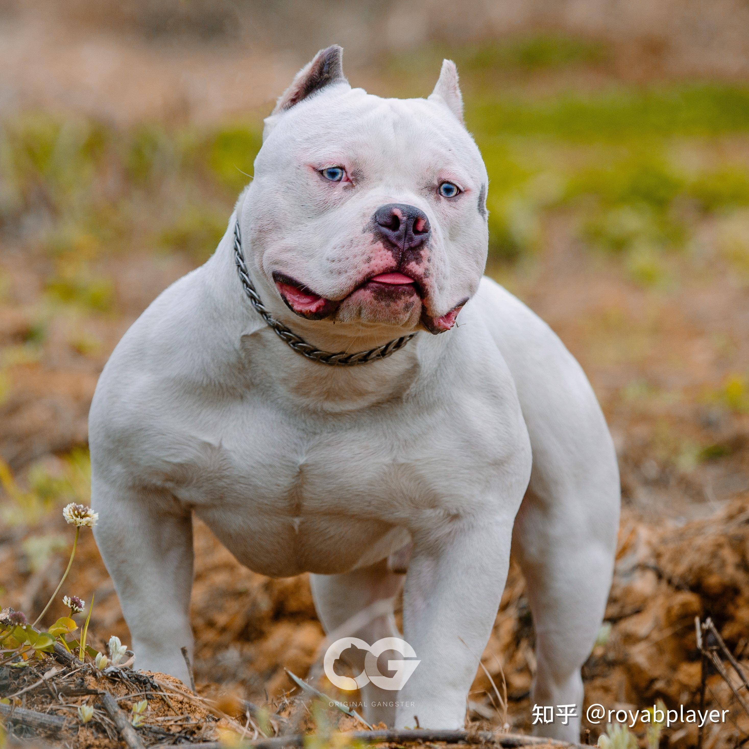 请大神帮忙看看这只6000块恶霸犬如何? - 知乎