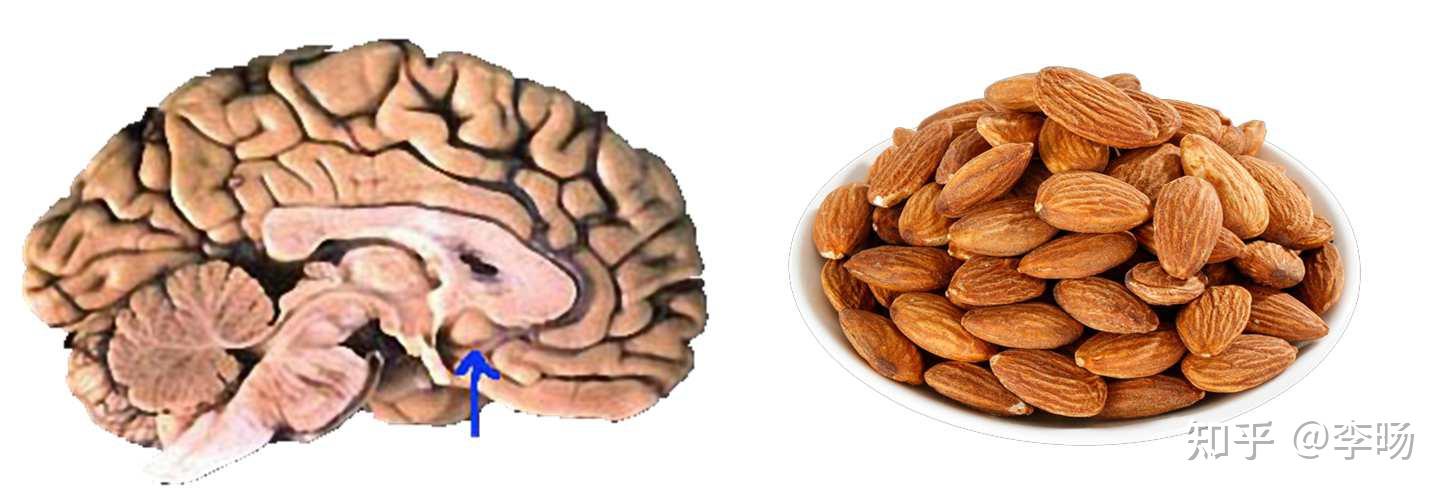 大脑里面杏仁核作用是什么？ - 知乎