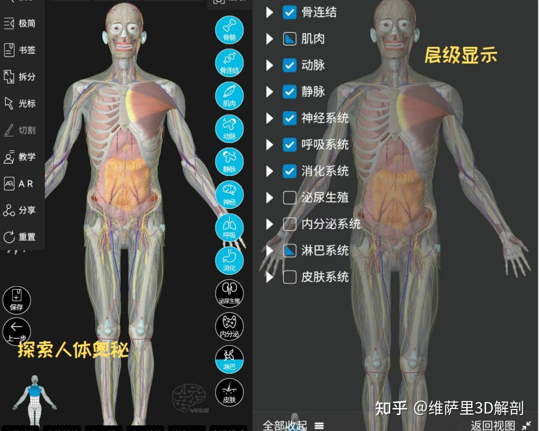 国内最好的解剖软件是3Dbody吗？ - 知乎