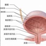 为什么憋尿能行千里，憋屎寸步难行？