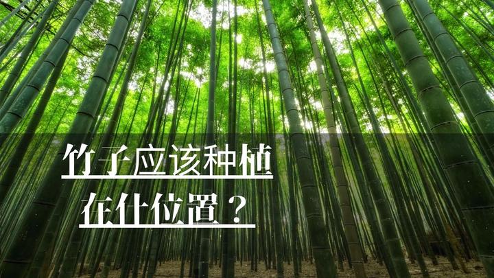 竹子要种植在什么位置合适?是否有风水讲究? - 知乎
