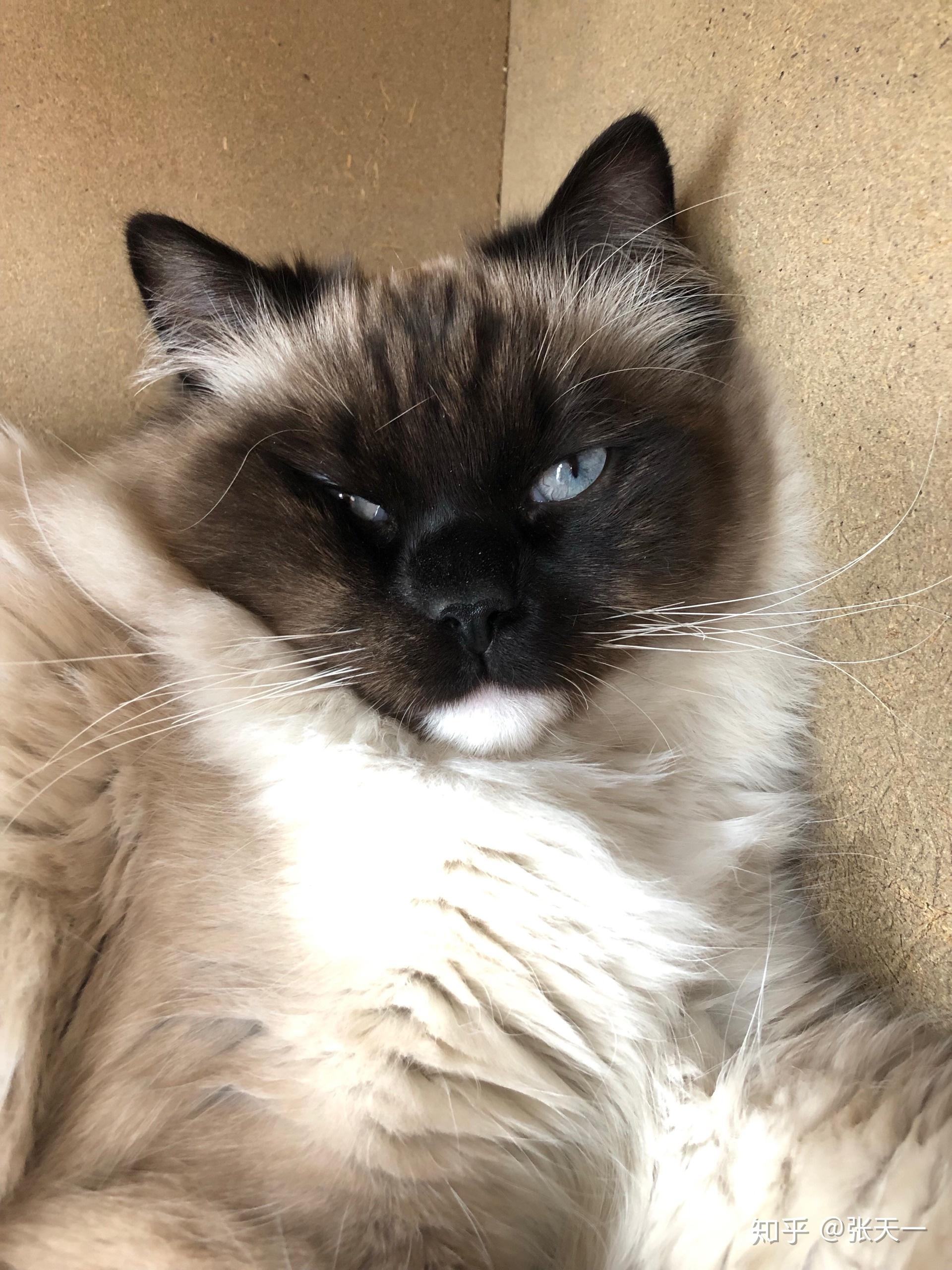 重点色布偶最黑能多黑