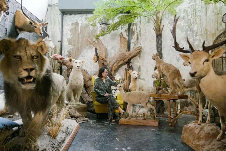 动物标本民宿火遍亚洲中日韩游客最爱打卡