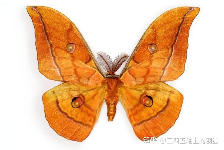 翅膀橙色带白色斑点的蛾子是什么品种? - 知乎