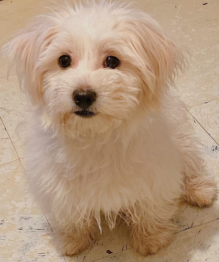 如何区分马尔济斯犬,比熊犬,白色贵宾犬?
