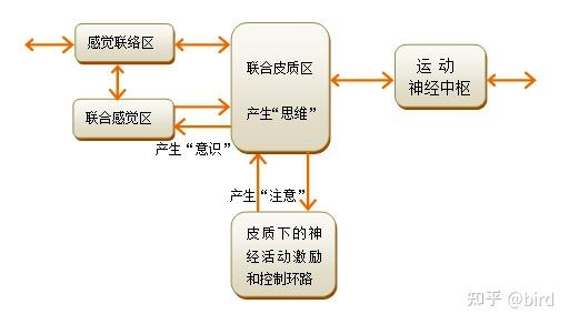 人脑工作机制（31）：思维和意识的形成机制（一）——本章内容概述 - 知乎