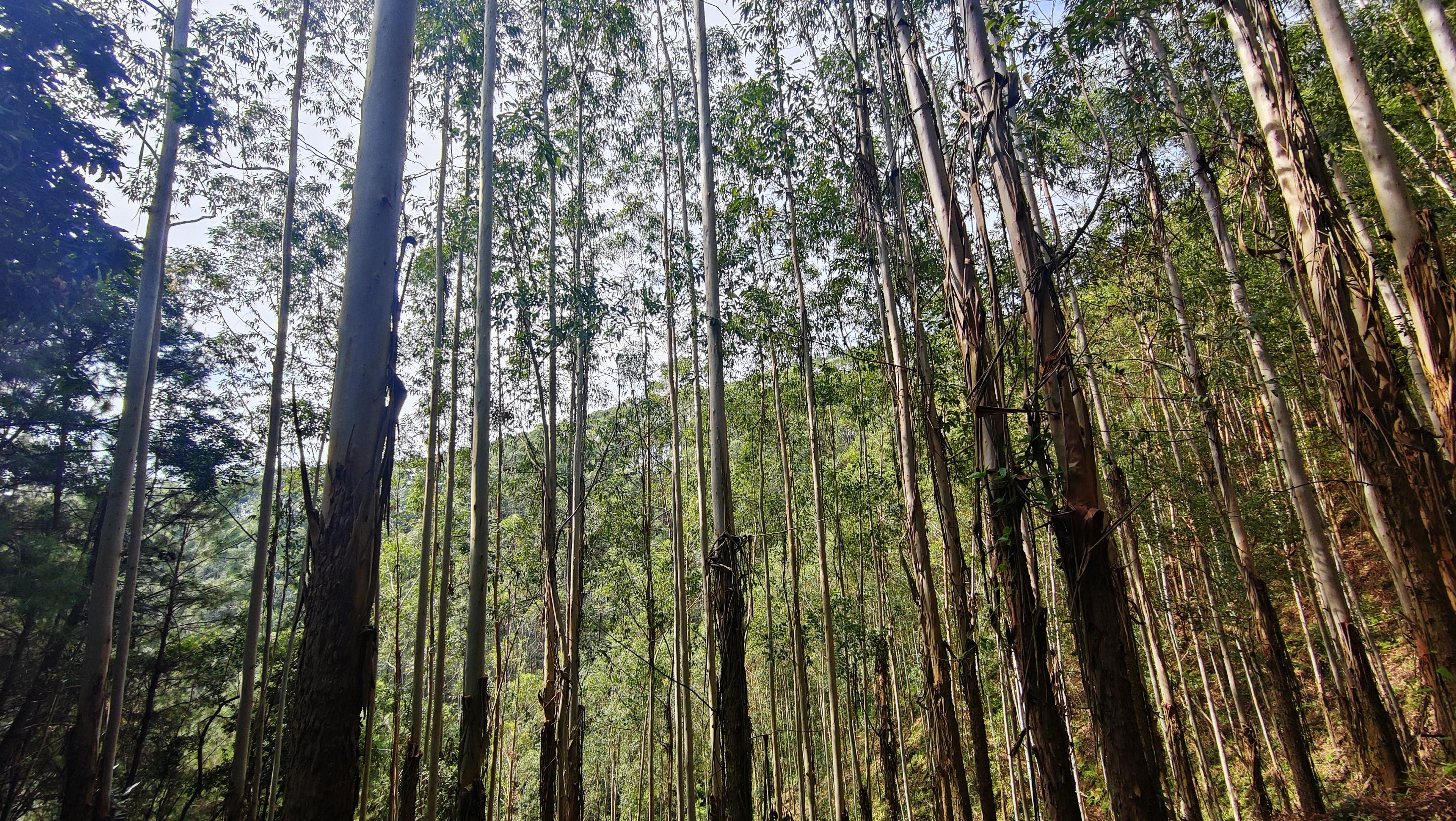 种植桉树的利弊有哪些? - 知乎