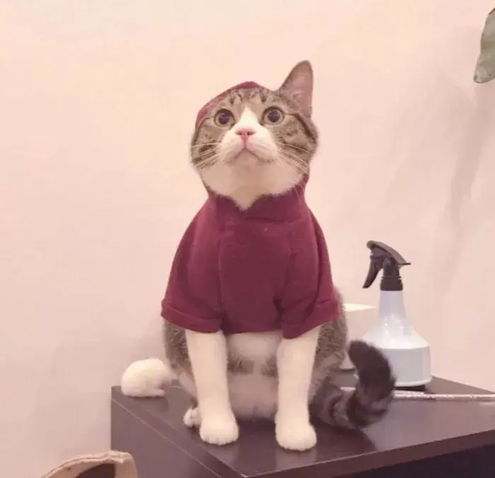 有哪些好看的情侣头像?-有哪些好看的情侣头像动漫