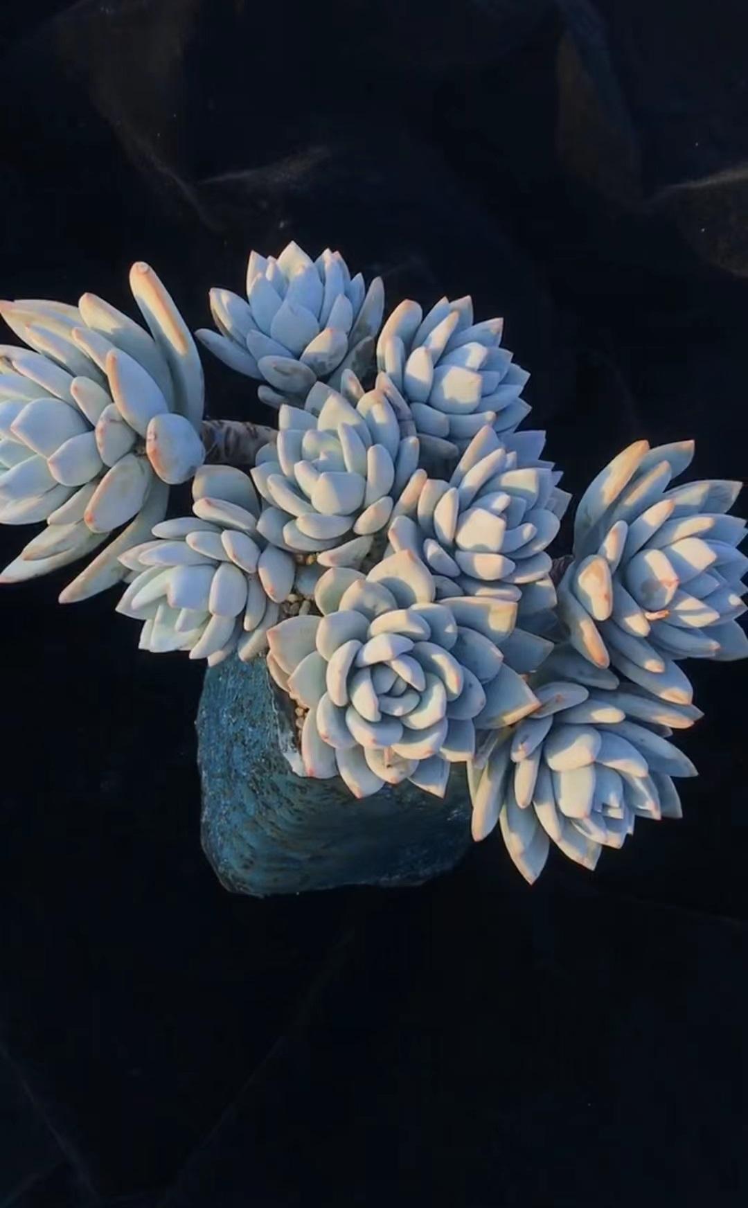 多肉植物霜之朝服盆慢是怎么回事?