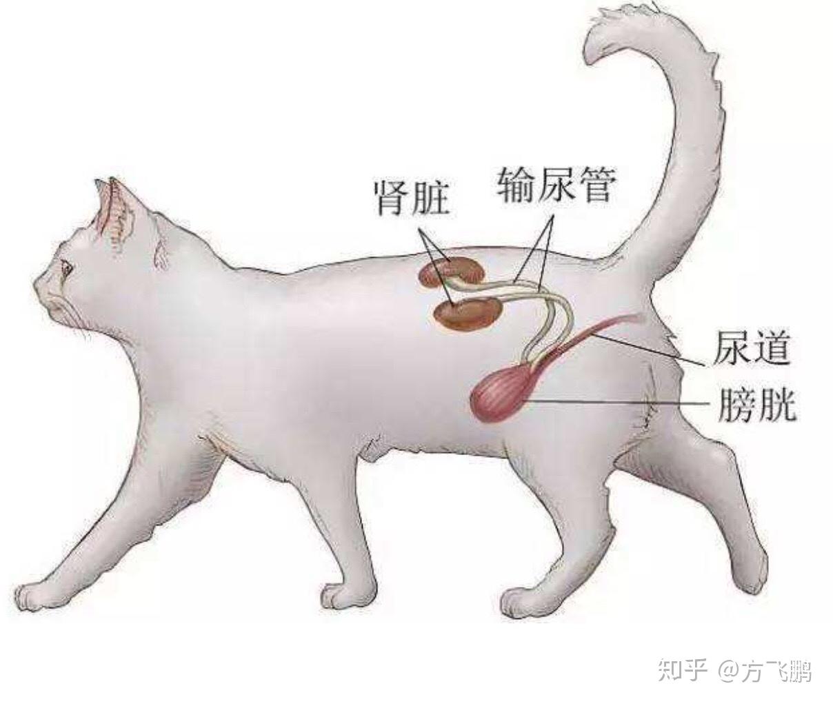 公猫尿道示意图图片