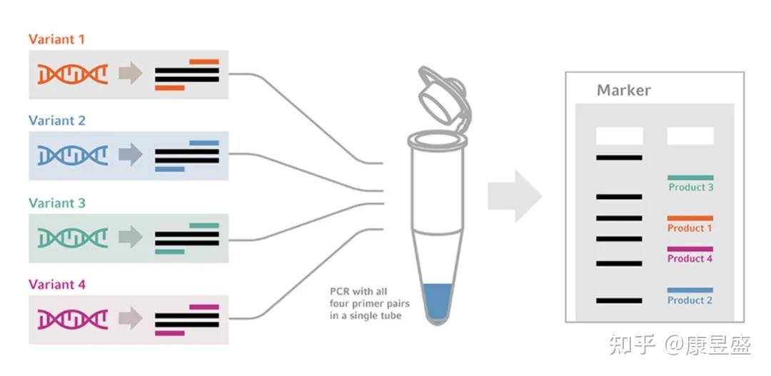 PCR Pcr