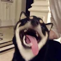 为期一个月对Shadowing(影子跟读)方法测试 - 知乎