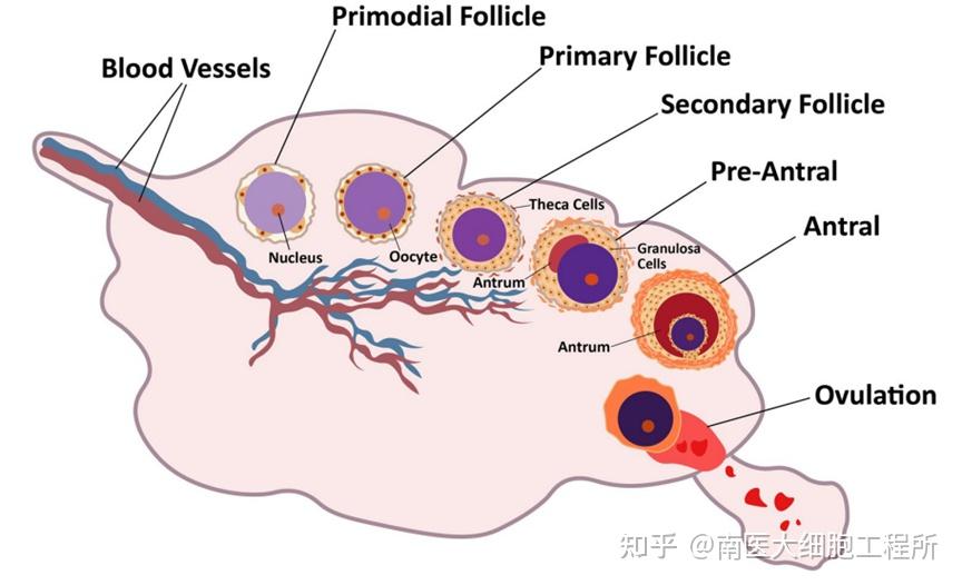 断崖式衰老常发生在3个年龄段普通人如何抗衰老