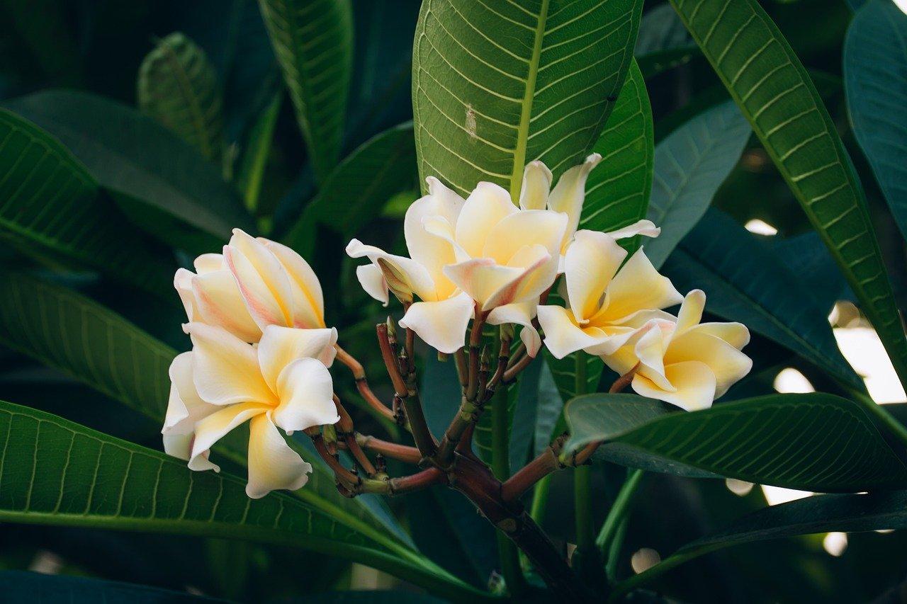 秋天怎么种碗莲