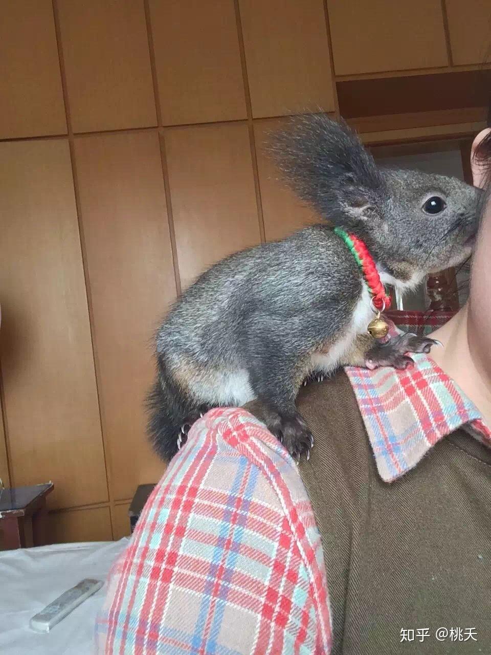 红腹黄山松鼠还是魔王松鼠亲人想听听它们各自特点求解答