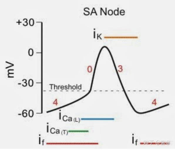 心脏活动周期中心肌纤维细胞完整的动作电位是怎样的