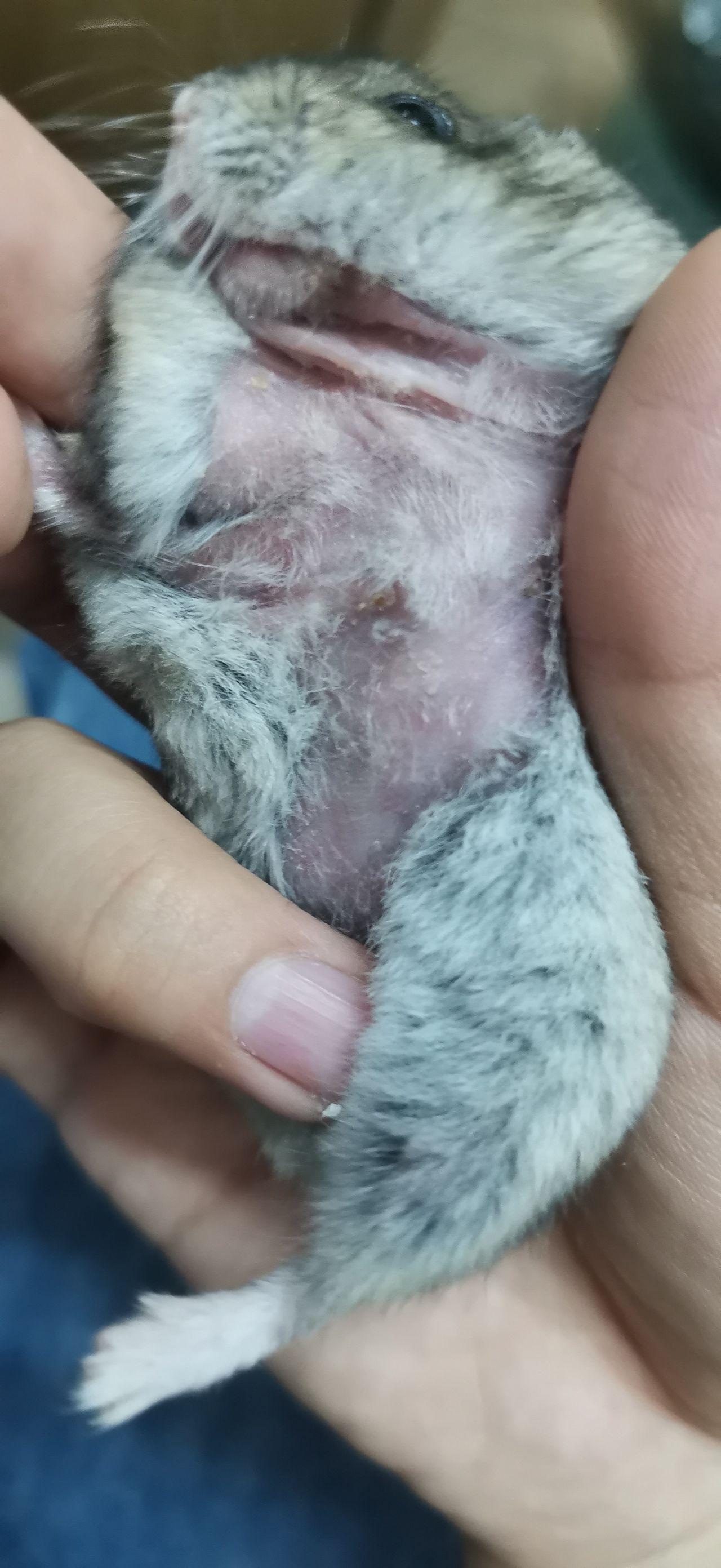 仓鼠突然前脚两肢掉毛怎么回事?