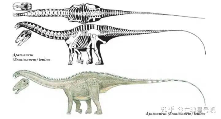 如何区分梁龙,雷龙,震龙,腕龙,马门溪龙? - 知乎