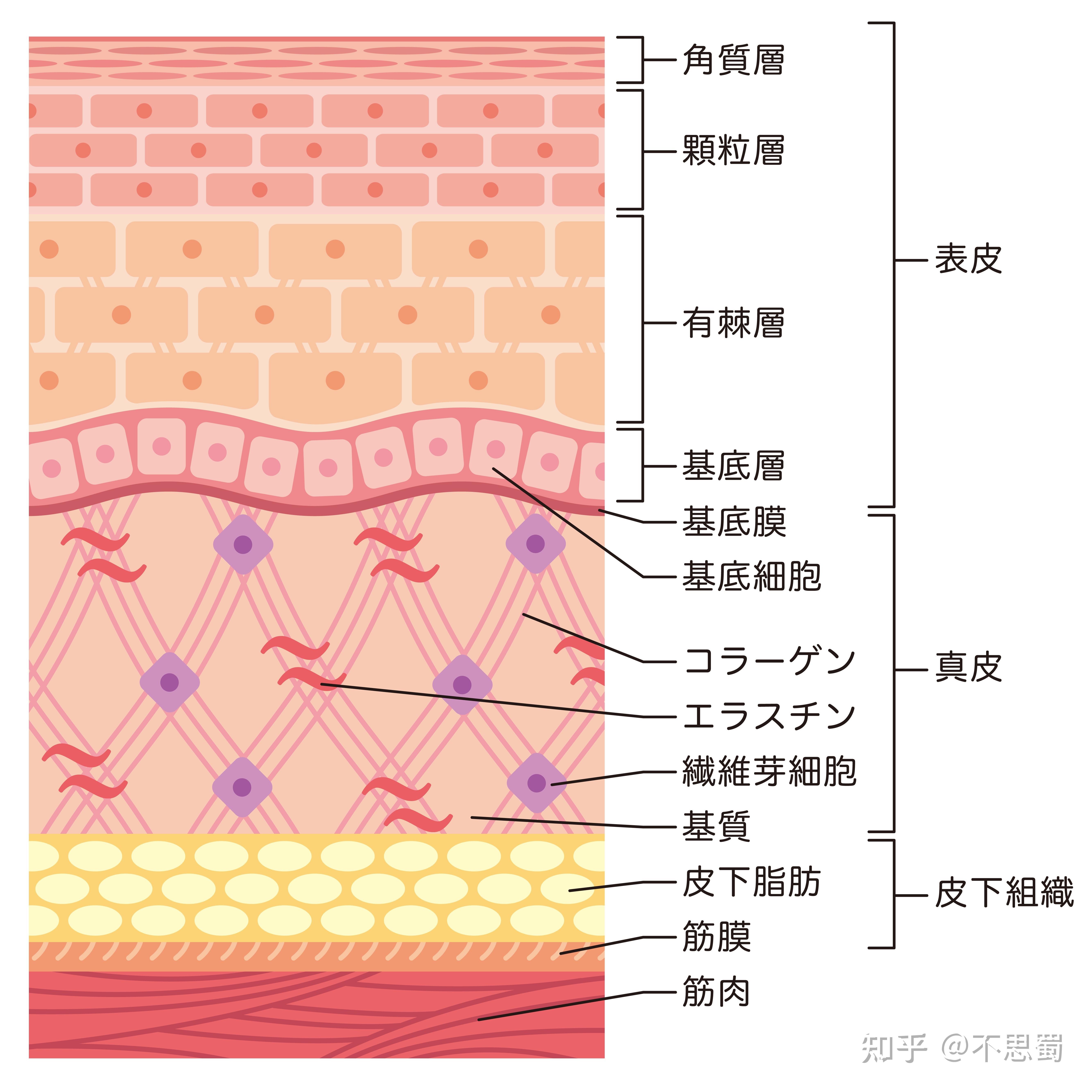 皮肤真皮层结构图图片