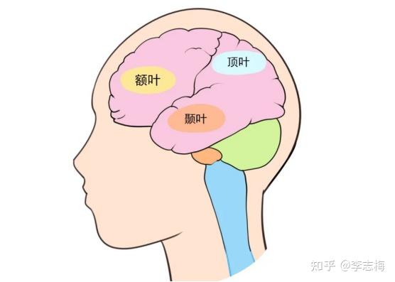 颞叶癫痫 - 知乎