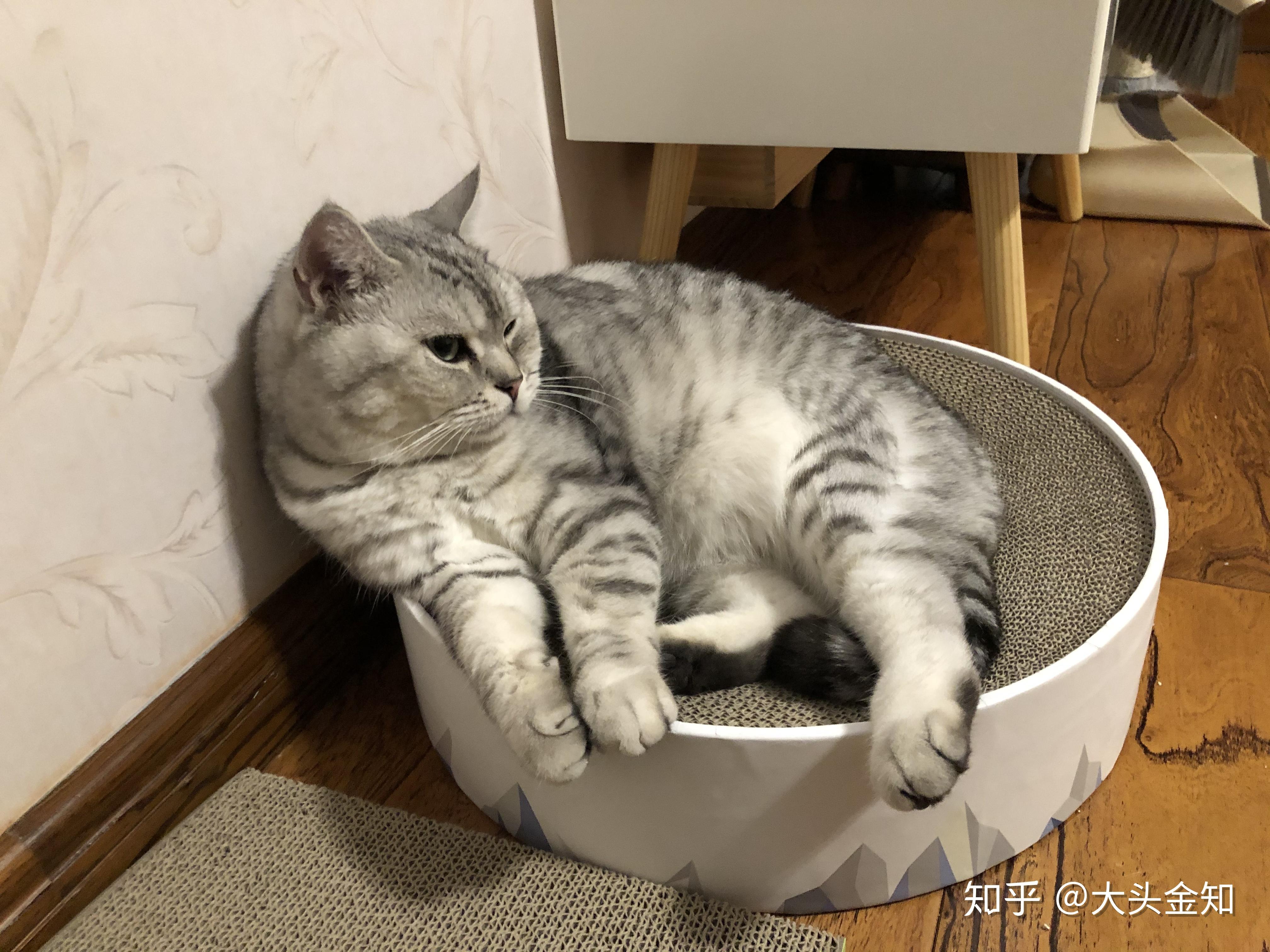 猫咪尴尬期有多尴尬