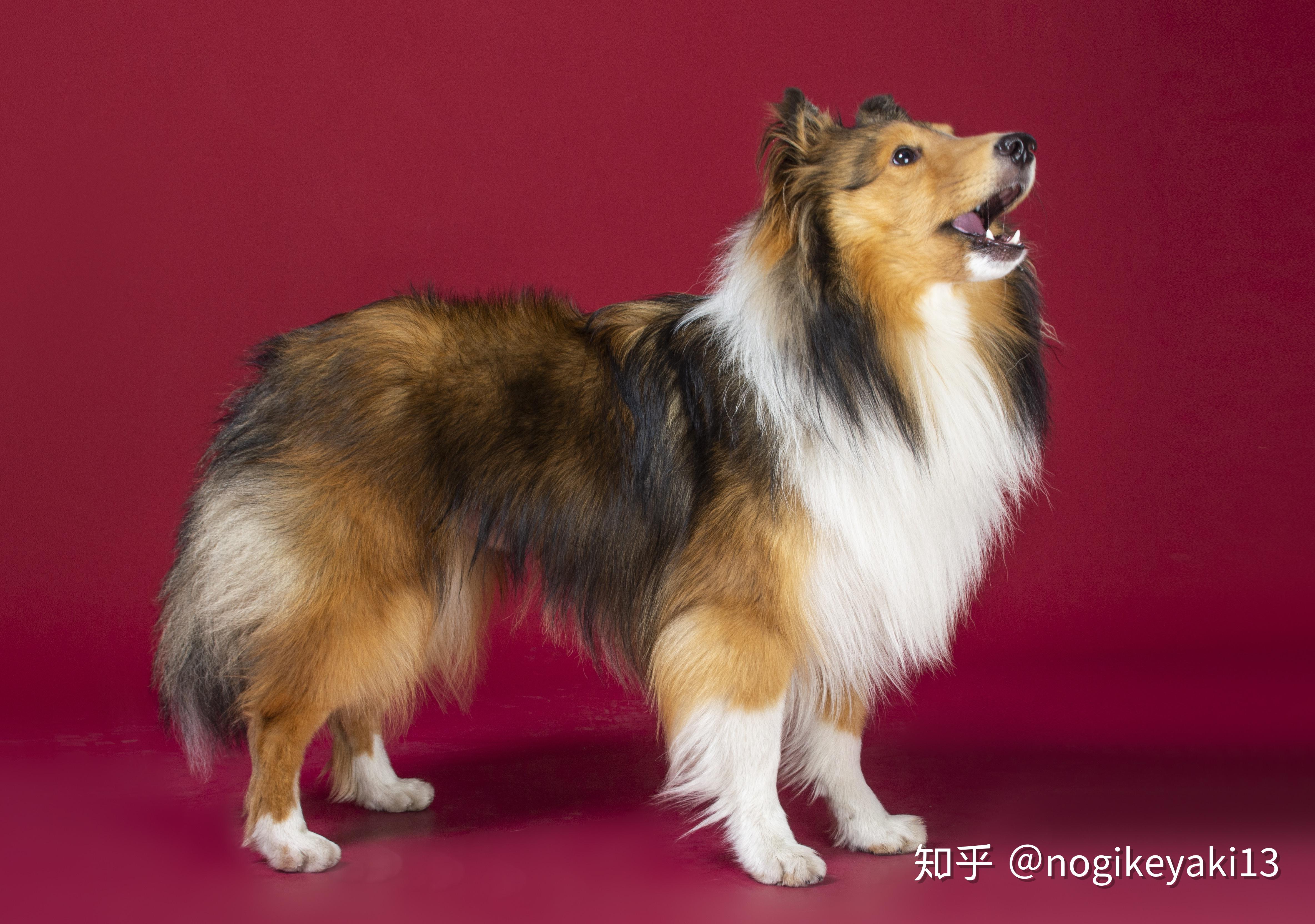 有人在玫瑰园犬舍买过喜乐蒂吗