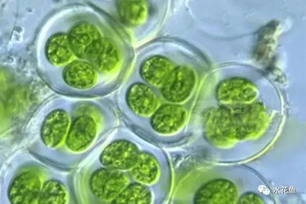 高清图谱(中):水体浮游生物——绿藻门浮游植物46种 - 知乎