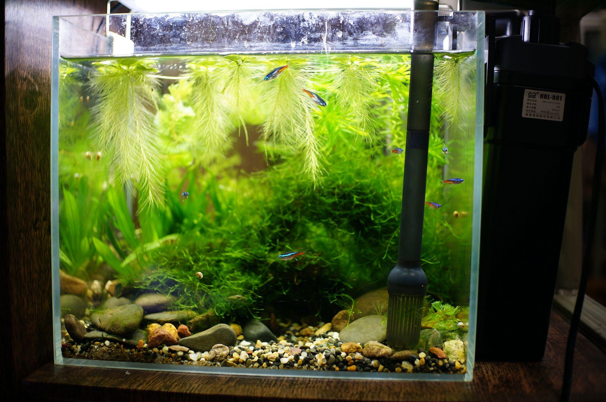 泰国斗鱼鱼缸适合造景么如果可以的话有什么好的造景方案