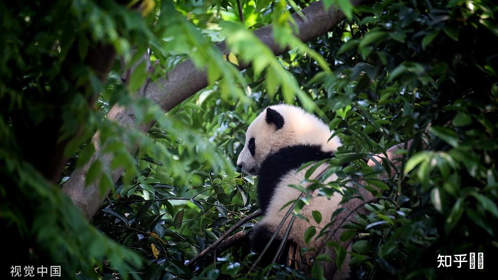 有没有很喜欢的熊猫图片壁纸?