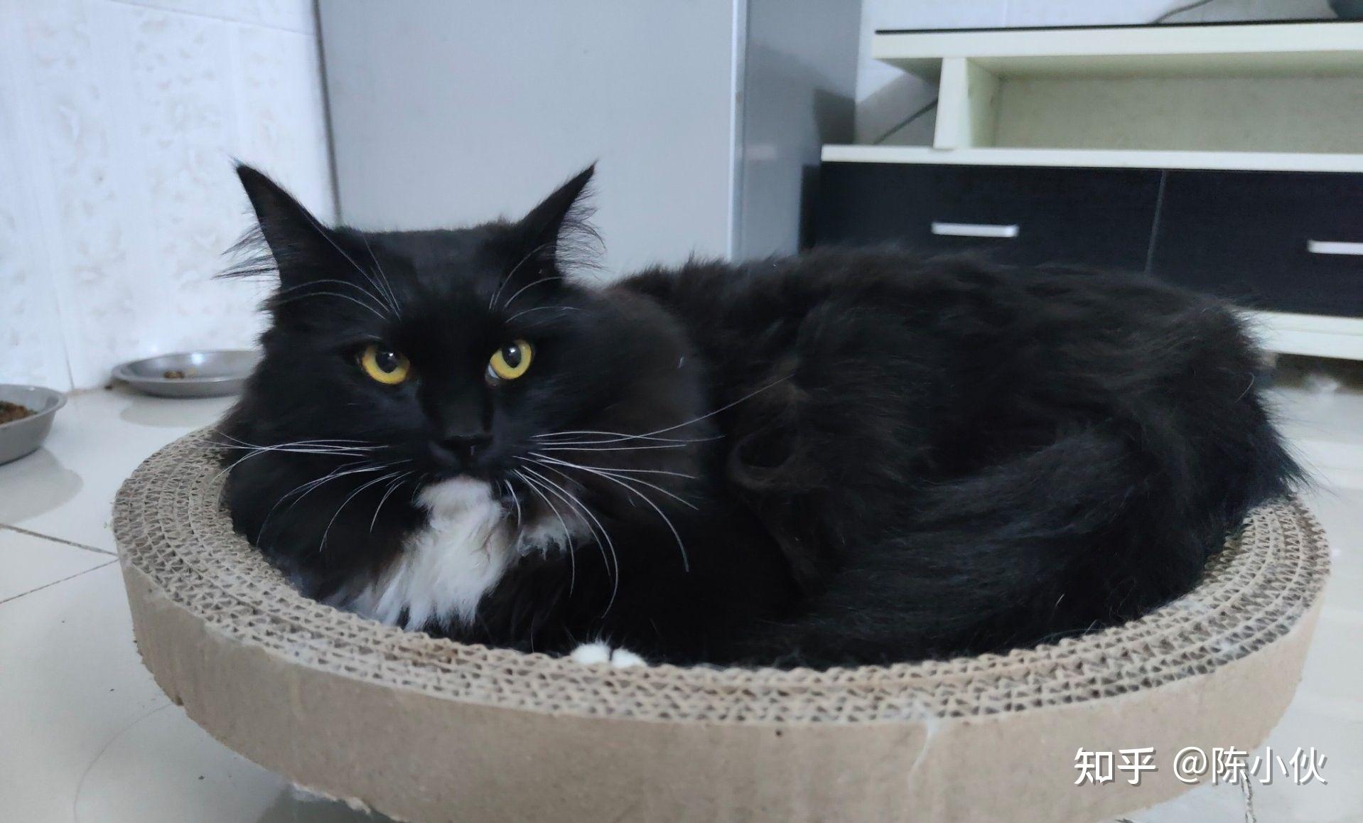 狮子猫除了白色还有别的颜色吗