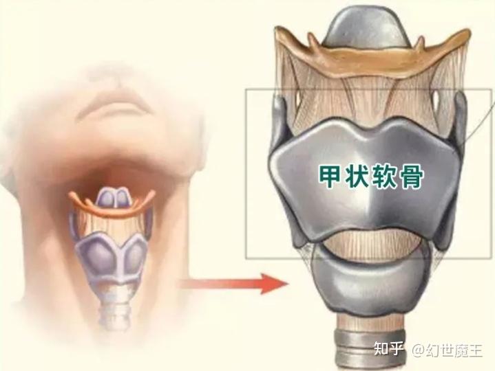 喉结的准确位置图片图片