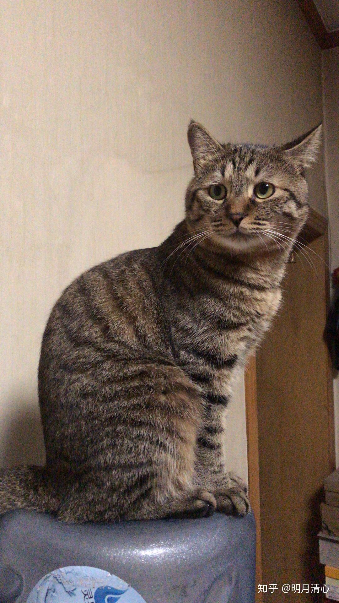 哪种花色的猫最能代表中华田园猫