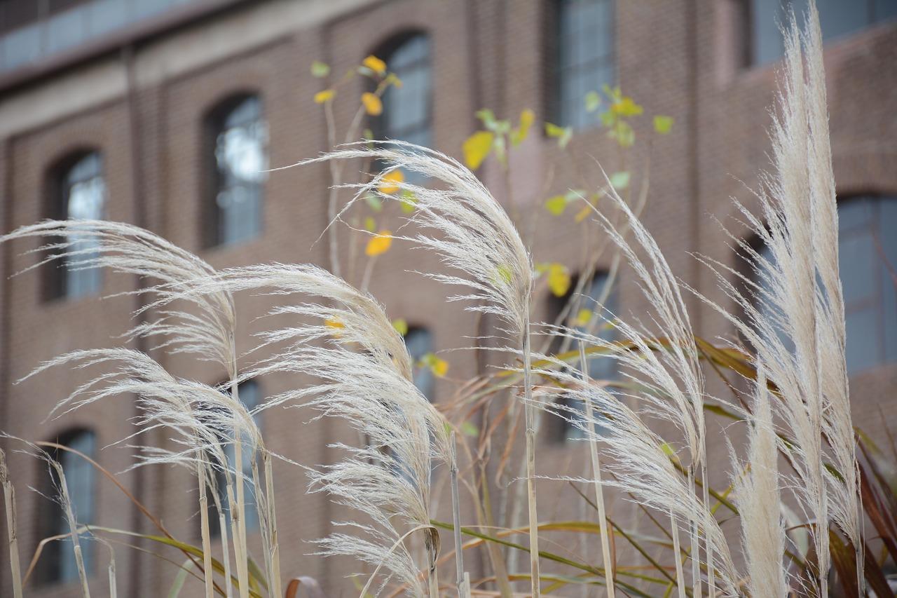 好的小区植被多少