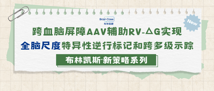 小布解读| 跨血脑屏障AAV辅助RV-ΔG实现全脑尺度特异性逆行标记和跨多级示踪 - 知乎