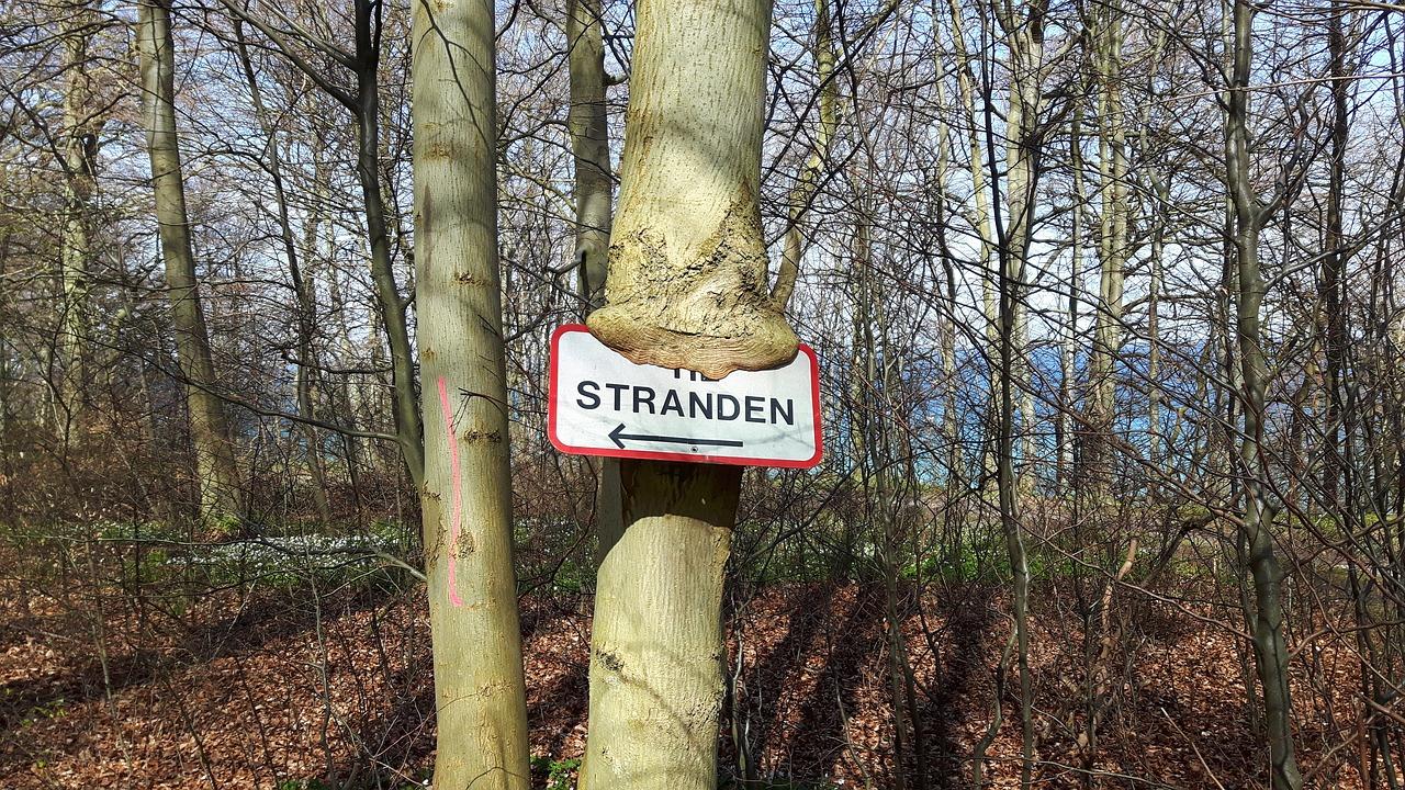 什么木材的地板最好