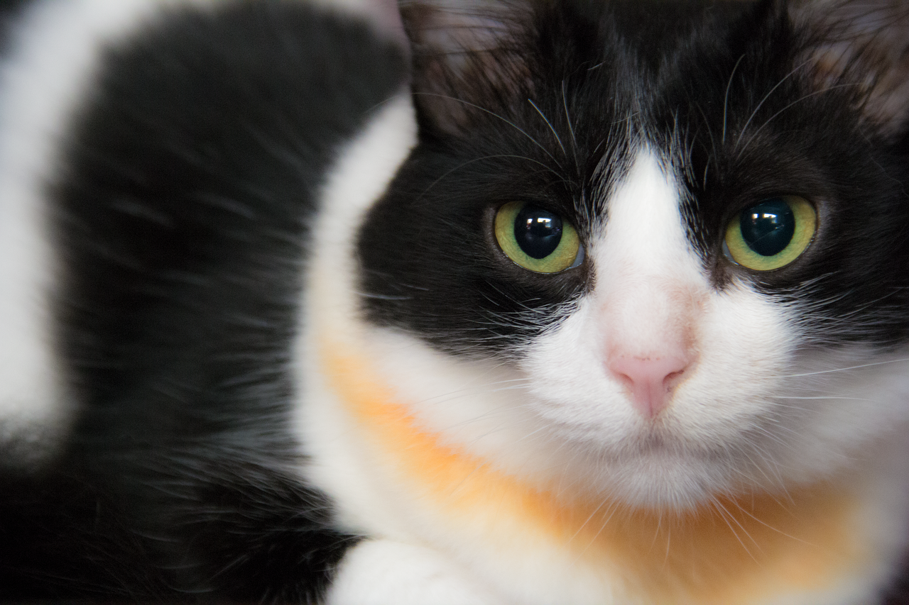 小布偶猫多少钱一只