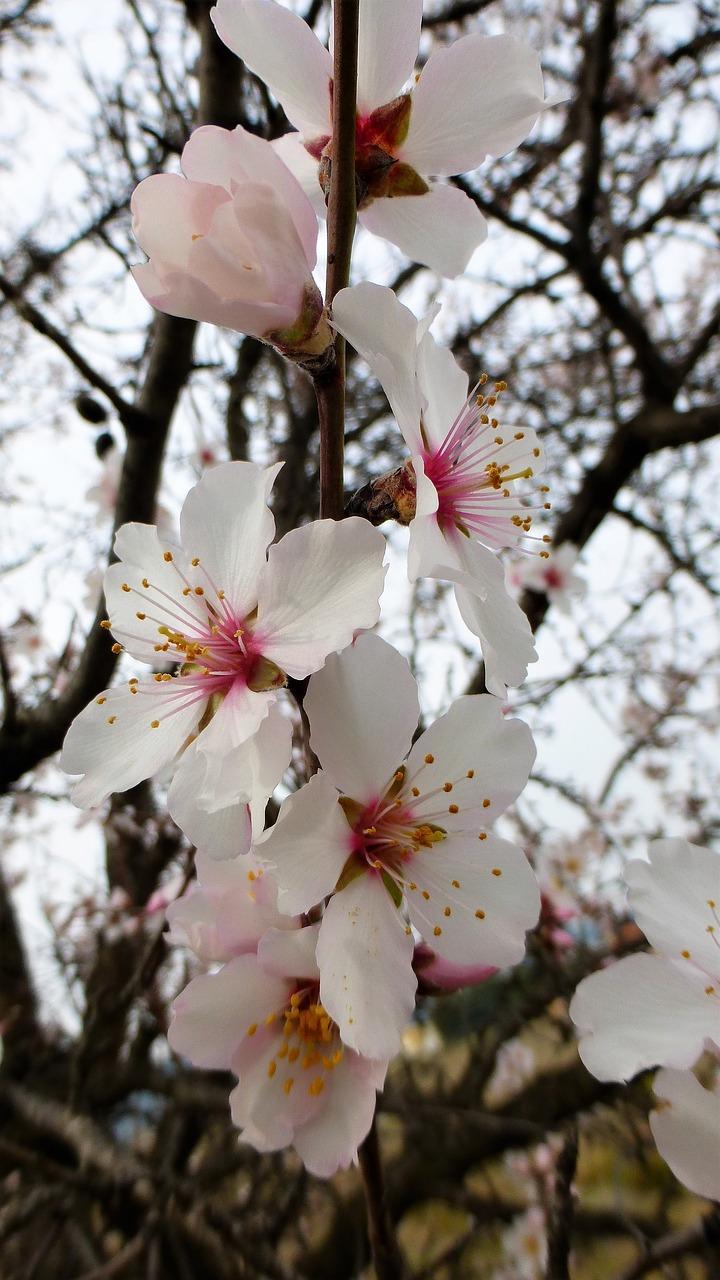 2. 淡竹单价揭秘