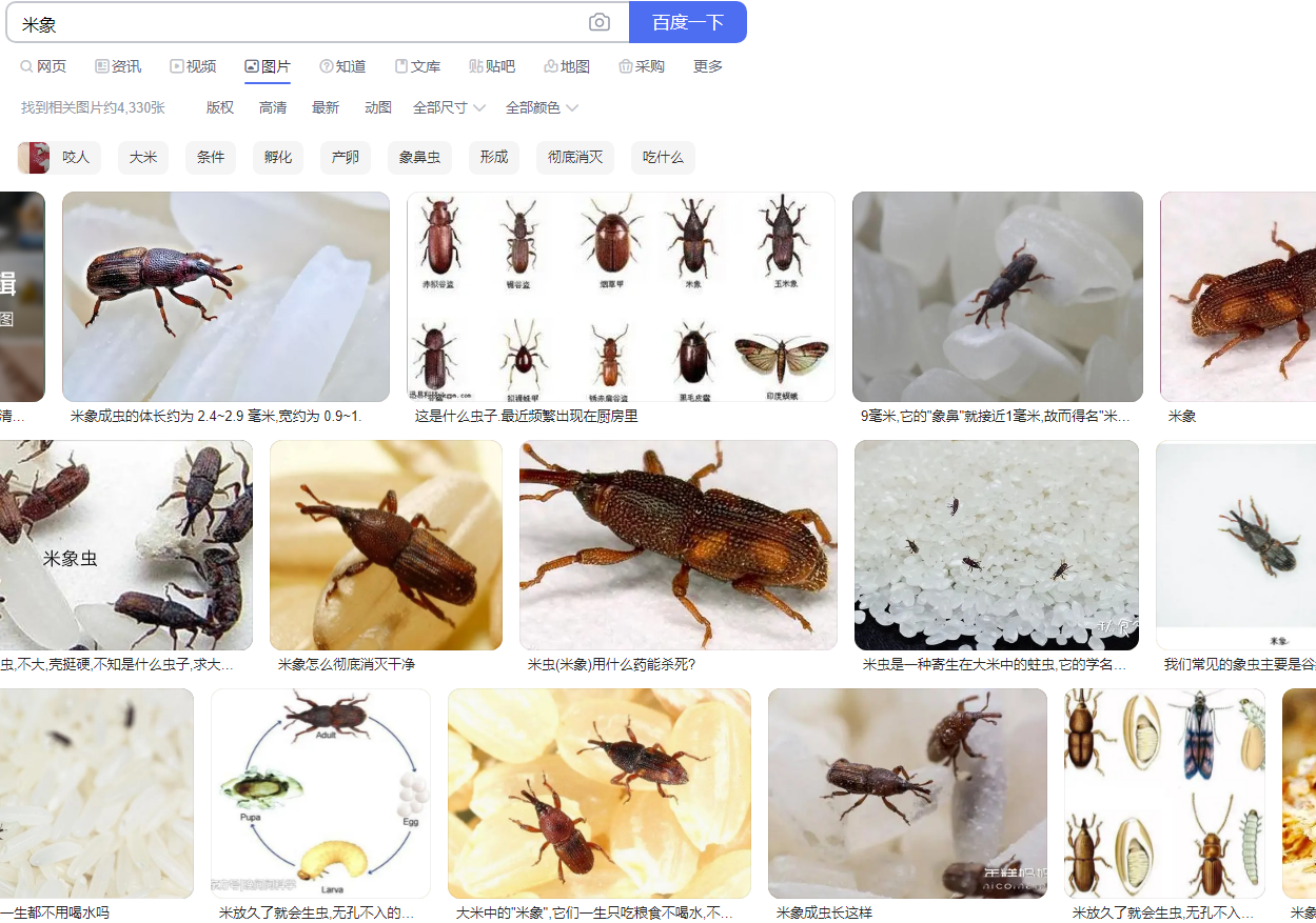 这是什么虫子哇?广东这边,吓死人了. - 知乎