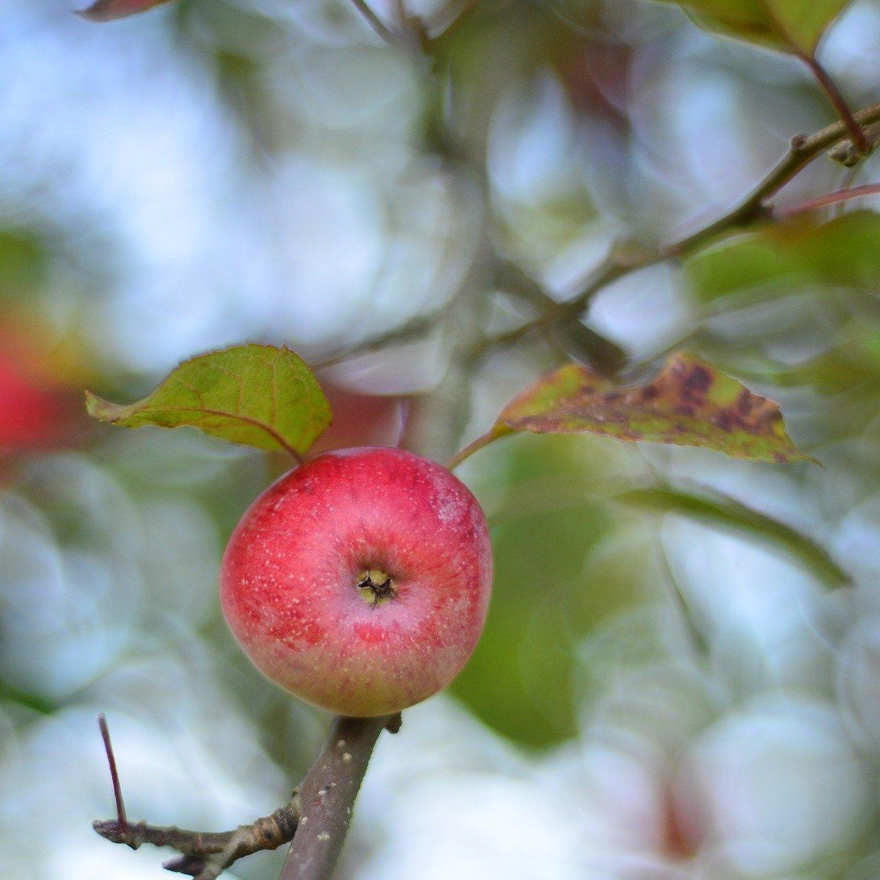 如何给苹果剪枝