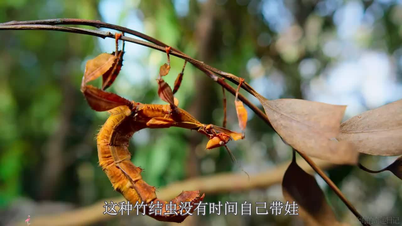 诡计多端的虫子们幽灵竹节虫毛虫龙胆花奇趣自然