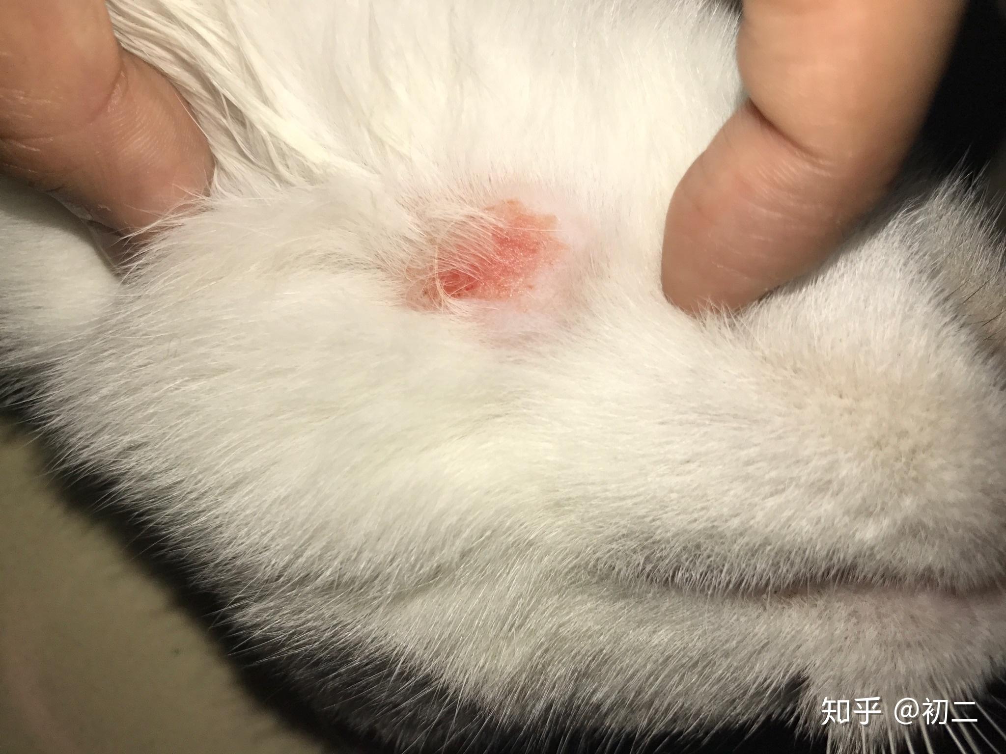 美国短毛猫后脖子局部脱毛是什么病