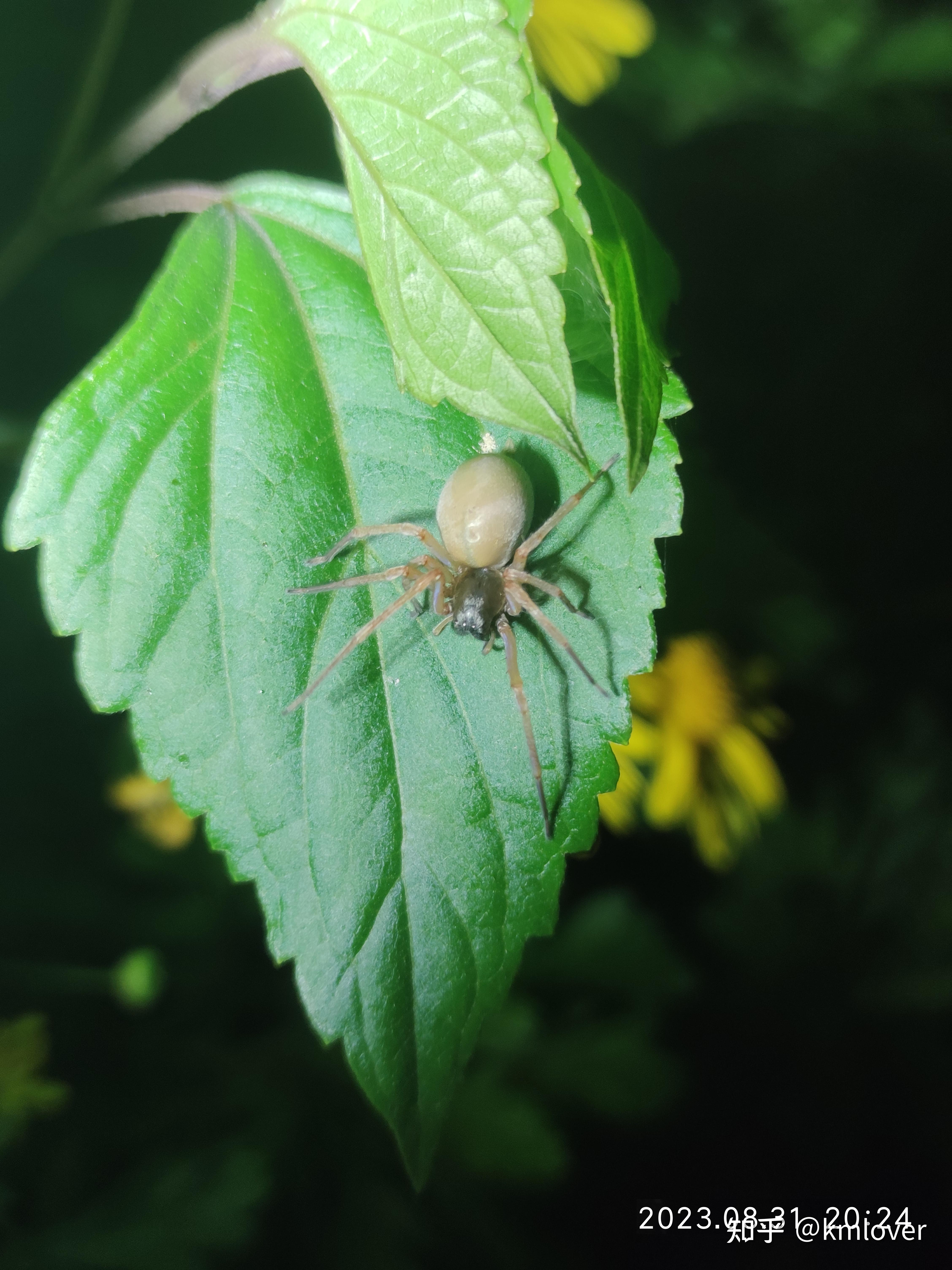 逮到了一只白色蜘蛛,加上腿有2厘米长,有人知道是什么品种吗?