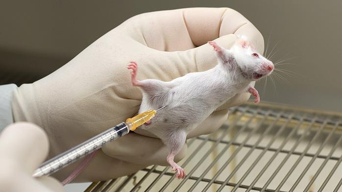 小鼠腹腔注射(腹腔给药)干货分享